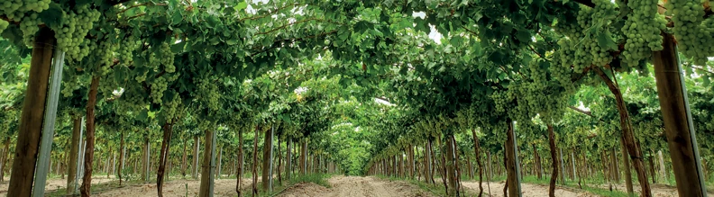 Fotografía de plantaciones de frutos secos